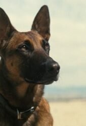 Fallout 1×7: The Radio